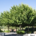 The Importance Of Tree Services In Sustainable Landscape Engineering In Portland