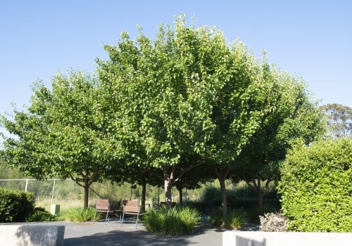 The Importance Of Tree Services In Sustainable Landscape Engineering In Portland