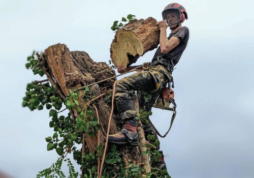 The Importance Of Professional Tree Service In Berkeley County: Enhancing Landscape Engineering